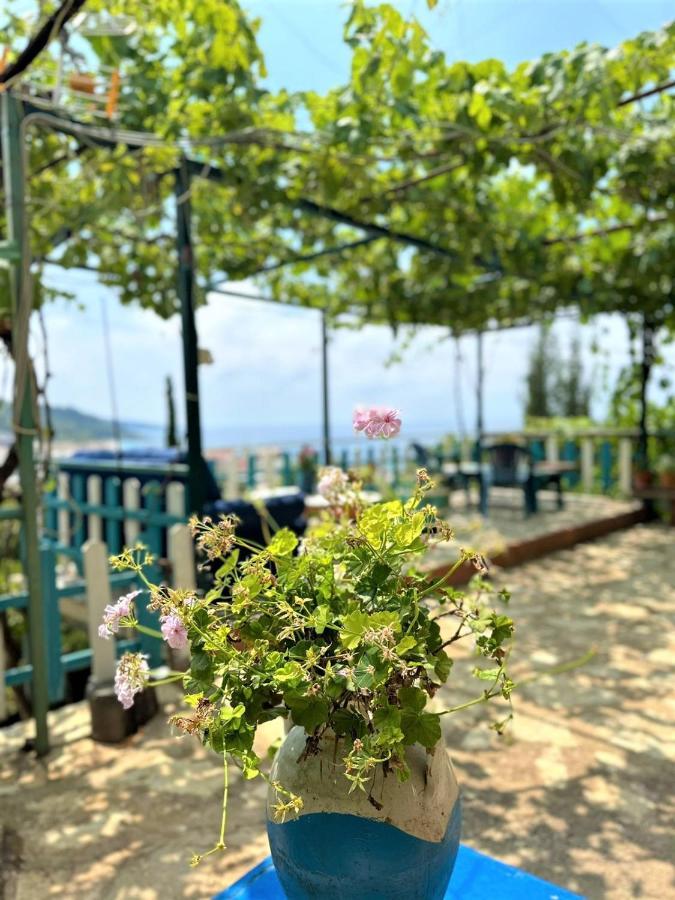 Boungainvillea * Himara